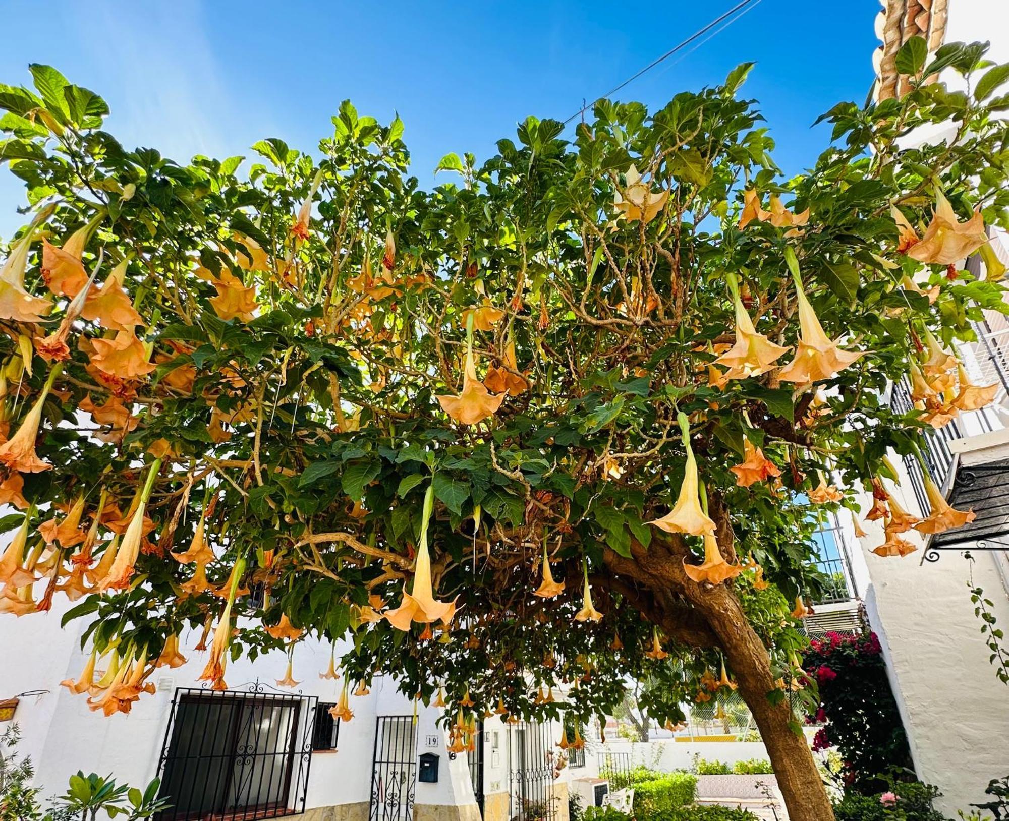 Right By The Pool Area In Capistrano Village! Nerja Eksteriør bilde